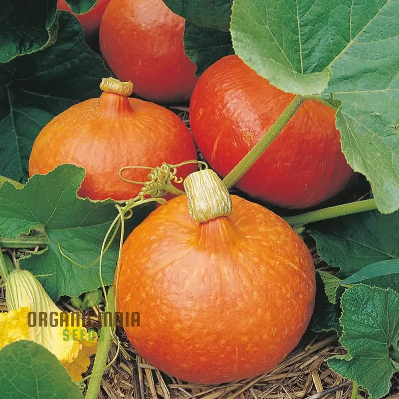 Winter Squash Sunshine Vegetable Seeds For Planting: Expert Gardening Guide for a Bountiful Harvest of Nutritious and Delicious Squash All Winter Long