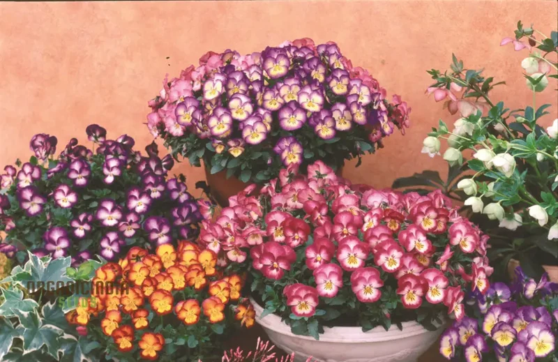 Pansy Ultima Radiance Mix F1 Seeds - Grow Radiant and Colorful Pansies in Your Garden