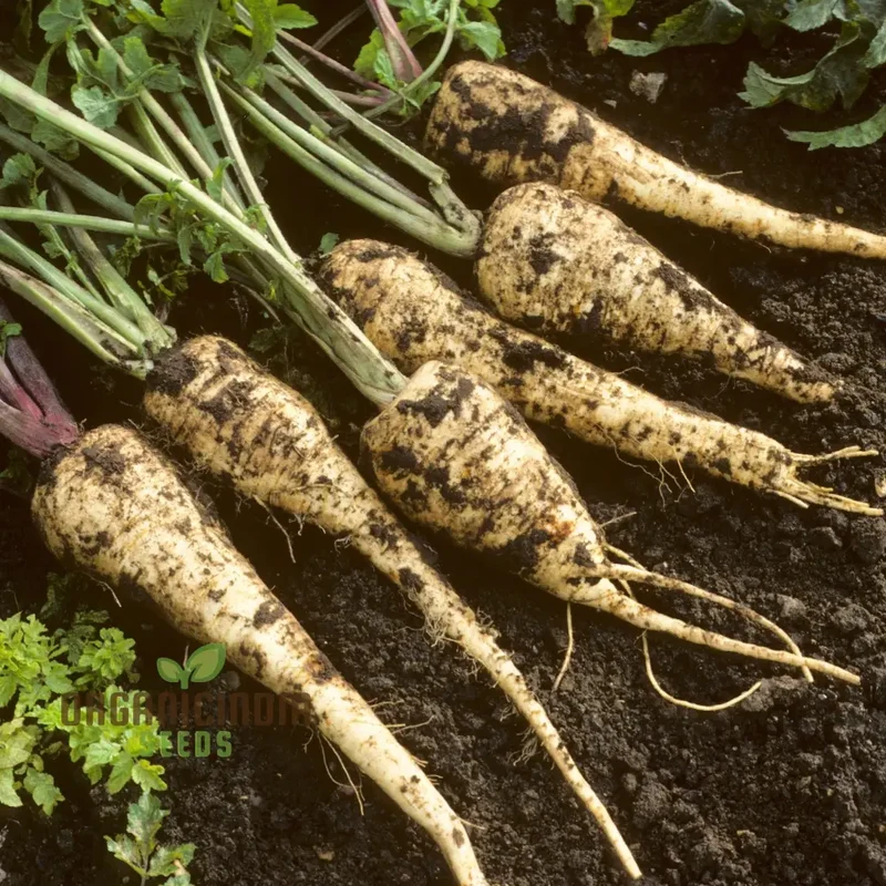 Gladiator F1 Parsnip Vegetable Seeds, Cultivate Robust and Flavorful Parsnips with Expert Tips from Seed to Harvest