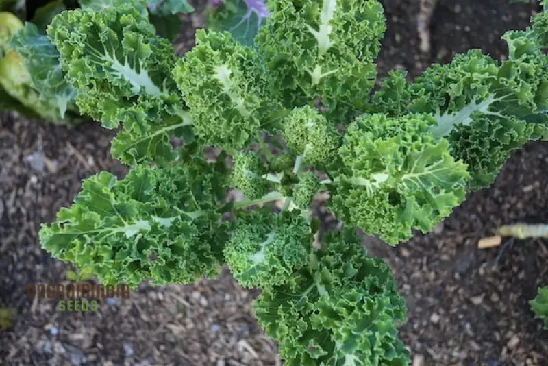 Kale 'Emerald Ice' Seeds for Home Gardening - Abundant Harvests and Nutrient-Rich Greens