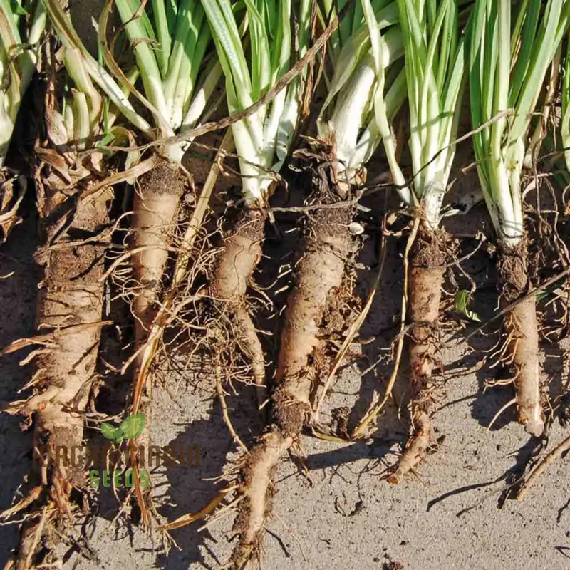 Salsify Sandwich Island Vegetable Seeds For Planting: The Ultimate Gardener's Delight for Exotic and Nutritious Homegrown Produce