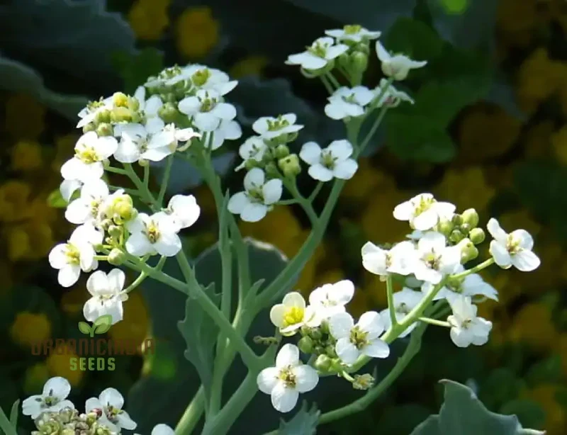 Seakale Lilywhite Flower Seeds – Elegant White Bloom Variety for Garden Planting