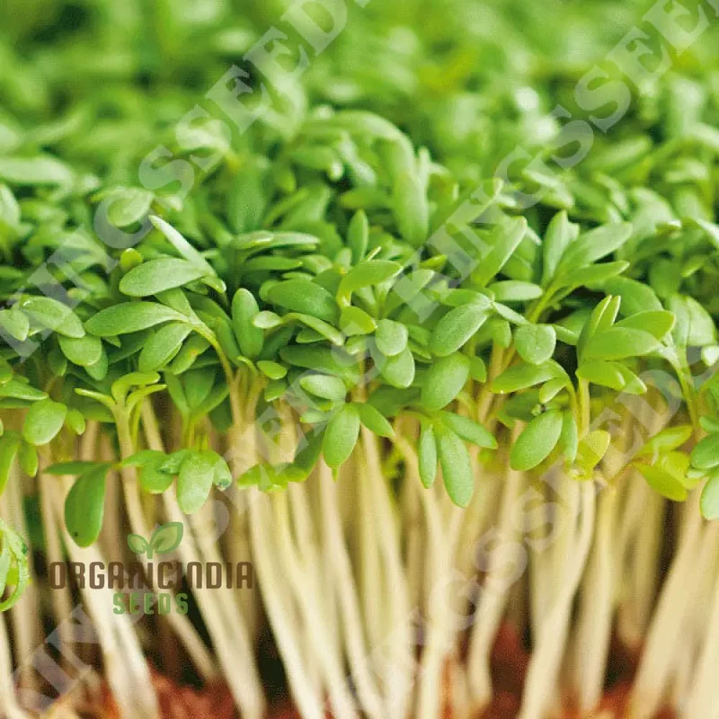 Salad Rape Sprouts Seeds, Cultivate Nutrient-Packed Sprouts at Home for Fresh and Healthy Salad Additions