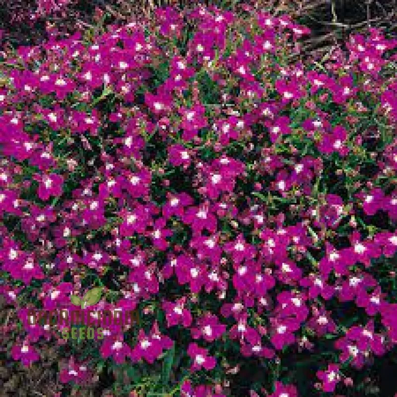 Lobelia Rosamund Seeds for Planting| Rare & Exquisite Varietal Seeds