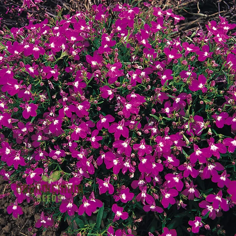 Lobelia Rosamund Seeds for Planting| Rare & Exquisite Varietal Seeds