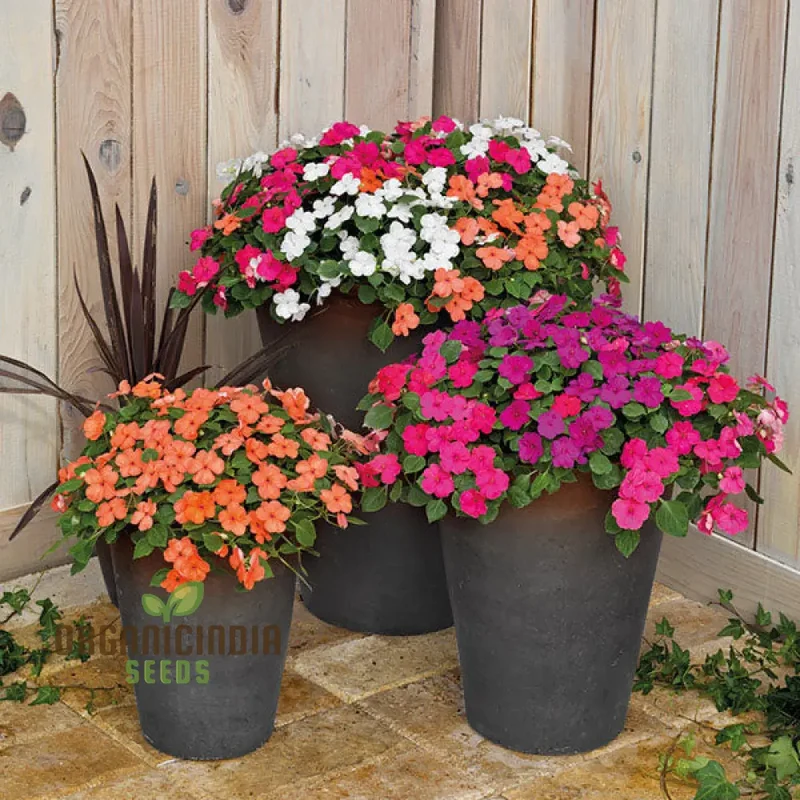 Impatiens Seeds (Lollipop Mix F1) - Premium Variety for Garden Enthusiasts