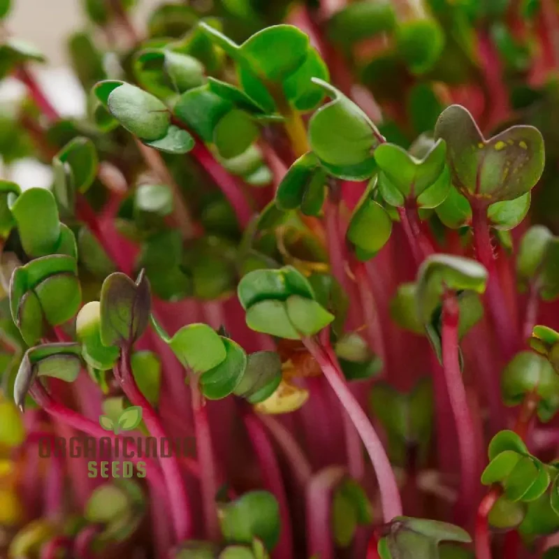 Red Radish Sprouts Seed, Cultivate Fresh and Flavorful Sprouts at Home for Nutritious Additions to Your Meals