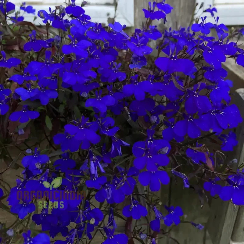 Lobelia Seeds (Lobelia Crystal Palace Seeds) - Stunning Garden Borders and Containers