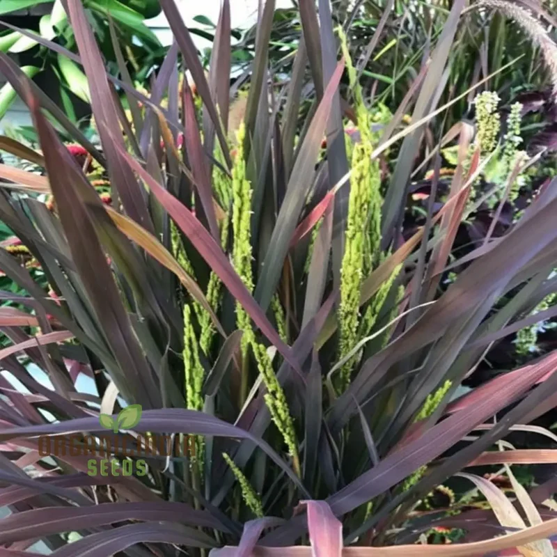 Oryza Sativa (Ornamental Rice) Black Madras Seeds - Grow Exotic and Striking Black Ornamental Rice