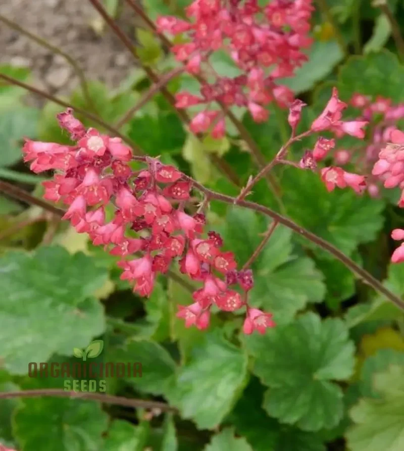 Heuchera Bressingham Hybrids Flower Seeds, Premium Garden Seeds for Gardening Enthusiasts