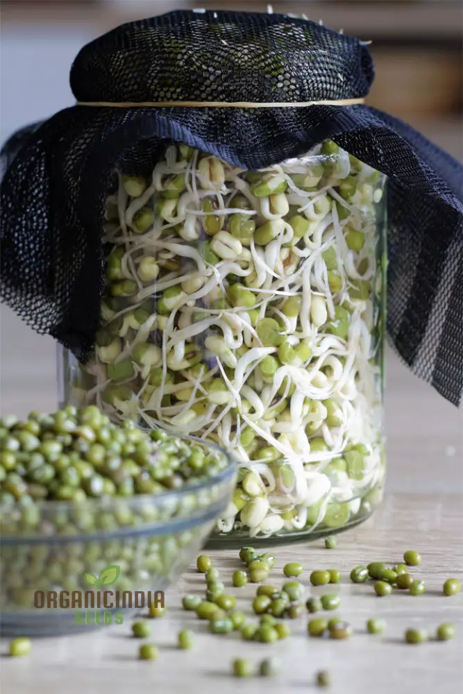 Mung Bean Seeds for Nutritious Sprouts - Gardening & Planting - 100 pcs