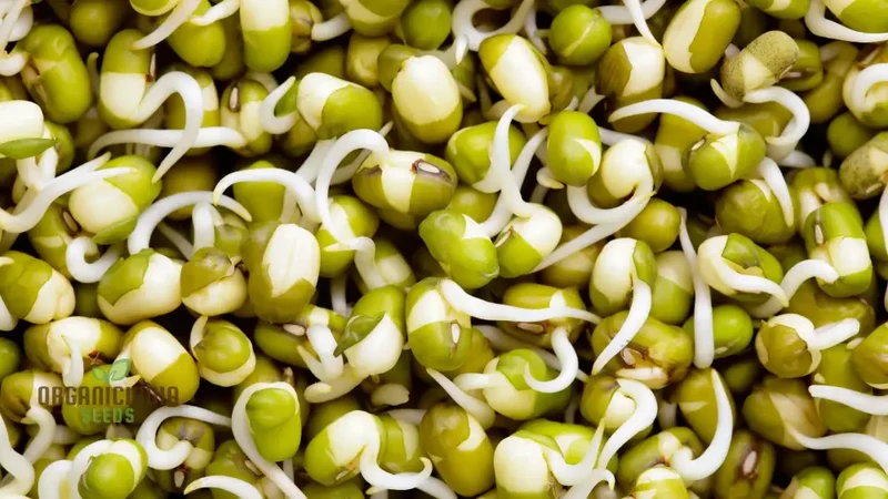 Mung Bean Seeds for Nutritious Sprouts - Gardening & Planting - 100 pcs