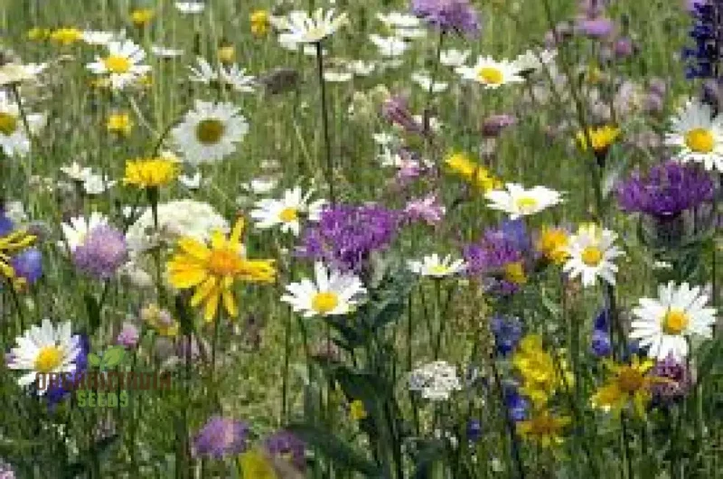 Harmonious Haven Flower Seeds For Planting: Hedgerow Wildflower Mix - Cultivate Serenity with a Diverse Garden of Native Blooms