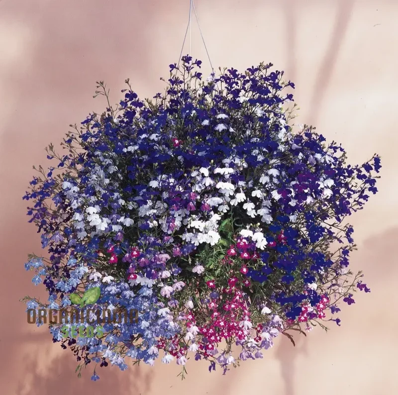 Sapphire Lobelia Pendula Seeds for Stunning Garden Blooms - Gardening Seeds for Beautiful Cascading Flowers