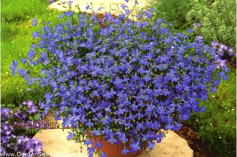 Sapphire Lobelia Pendula Seeds for Stunning Garden Blooms - Gardening Seeds for Beautiful Cascading Flowers
