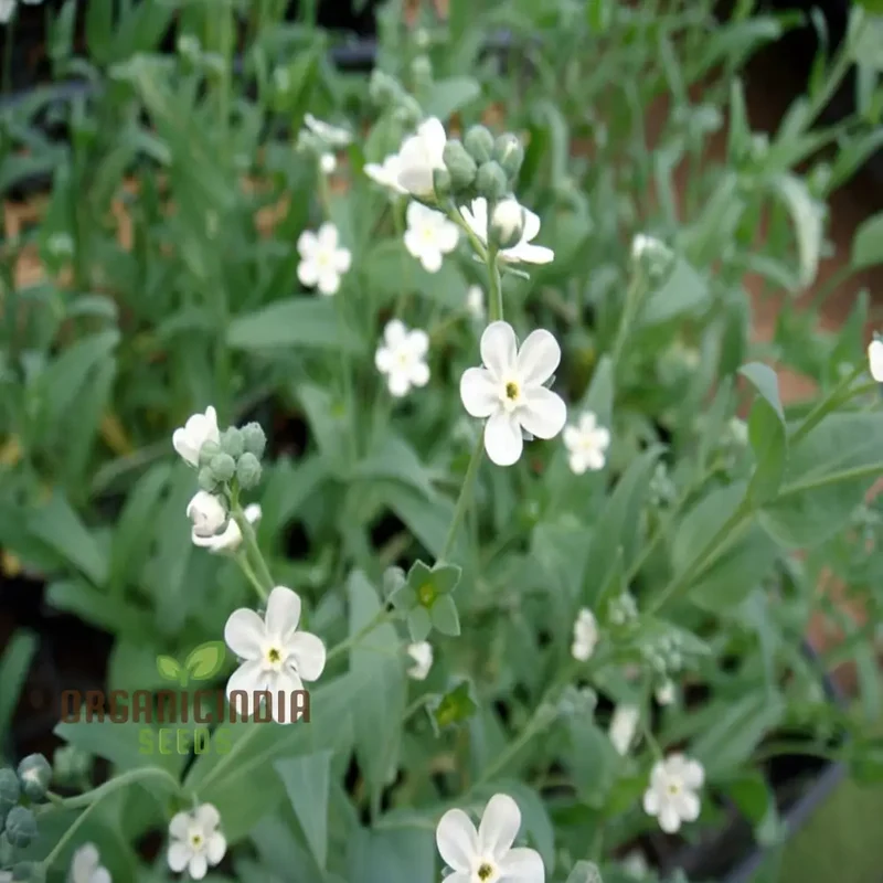 Omphalodes Linifolia Little Snow White Flower Seeds for Planting
