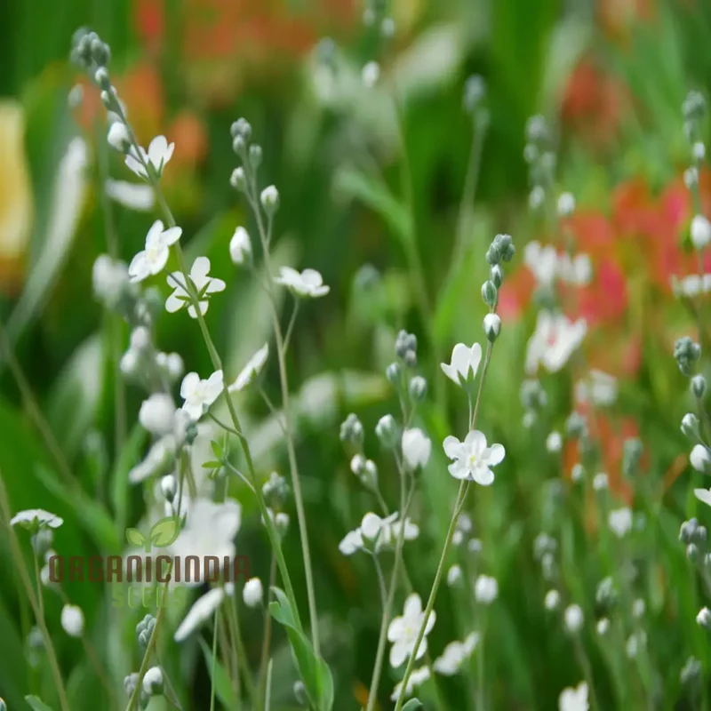 Omphalodes Linifolia Little Snow White Flower Seeds for Planting