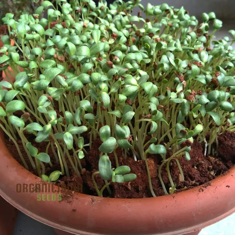 Fenugreek Sprouts from Seeds for Fresh and Flavorful Culinary Delights