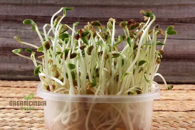 Fenugreek Sprouts from Seeds for Fresh and Flavorful Culinary Delights