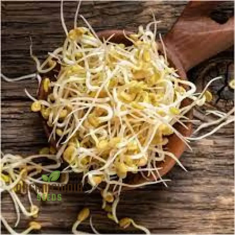 Fenugreek Sprouts from Seeds for Fresh and Flavorful Culinary Delights