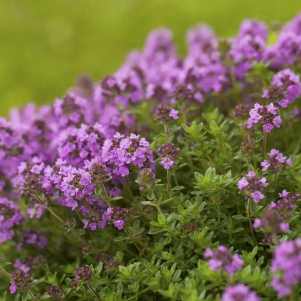 Wild Thyme Gardening Haven Flower Seeds For Planting: Cultivate Your Green Oasis with Nature's Finest Herbs