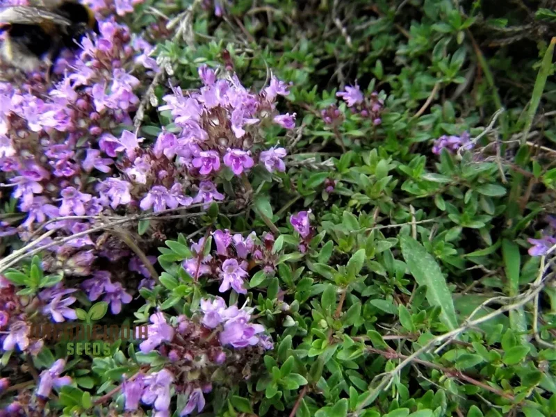 Wild Thyme Gardening Haven Flower Seeds For Planting: Cultivate Your Green Oasis with Nature's Finest Herbs