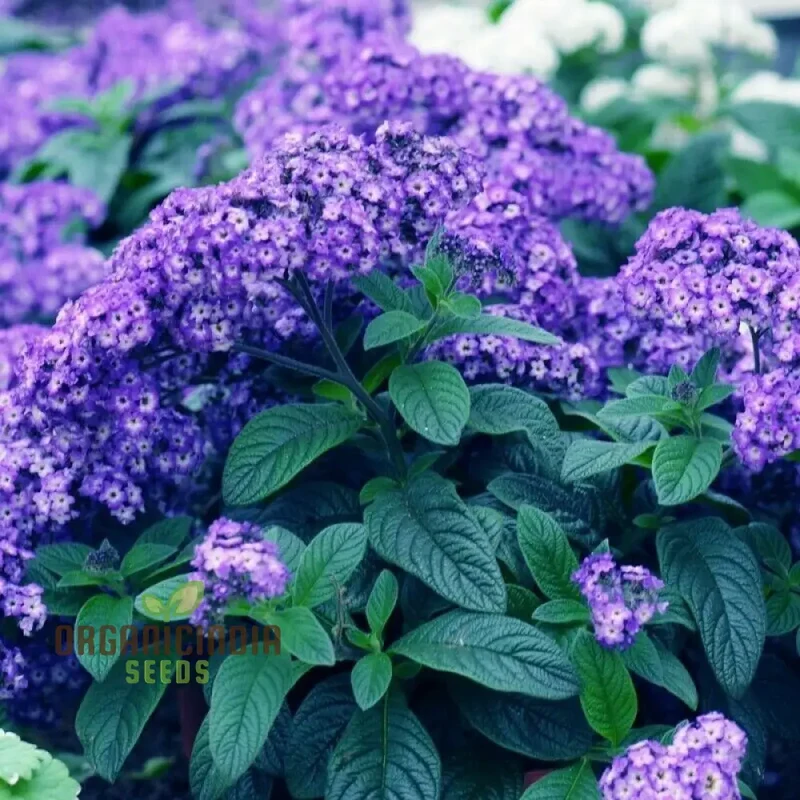 Heliotrope Marine Flower Seeds, Vibrant Additions to Your Garden, Premium Seeds for Gardening