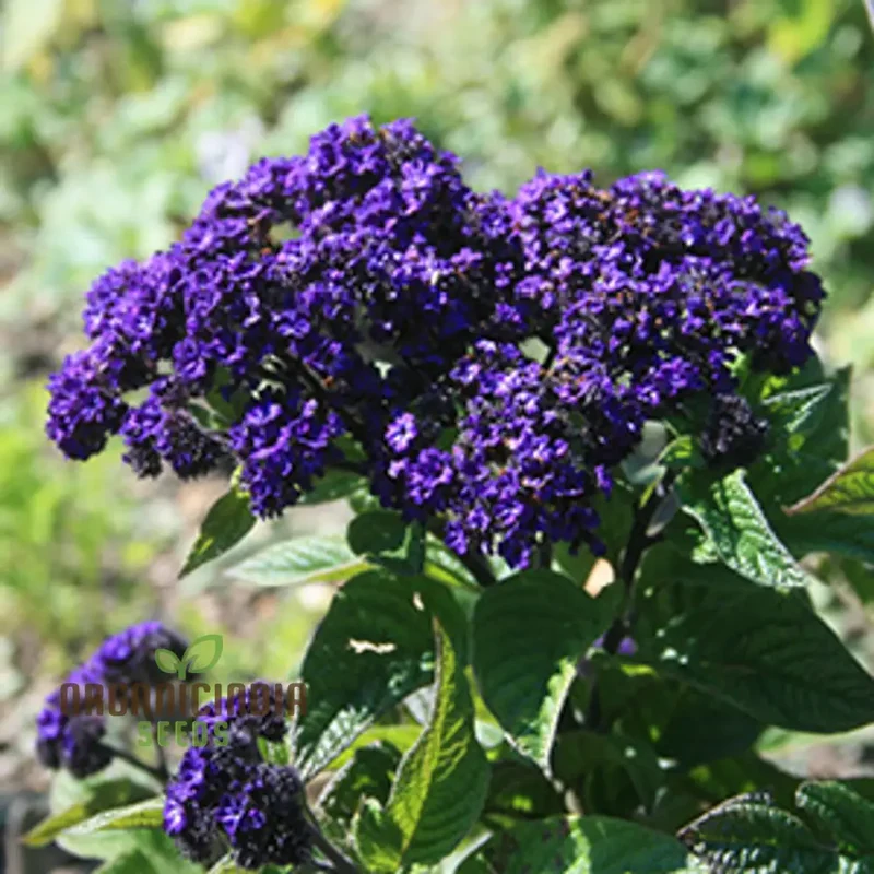 Heliotrope Marine Flower Seeds, Vibrant Additions to Your Garden, Premium Seeds for Gardening