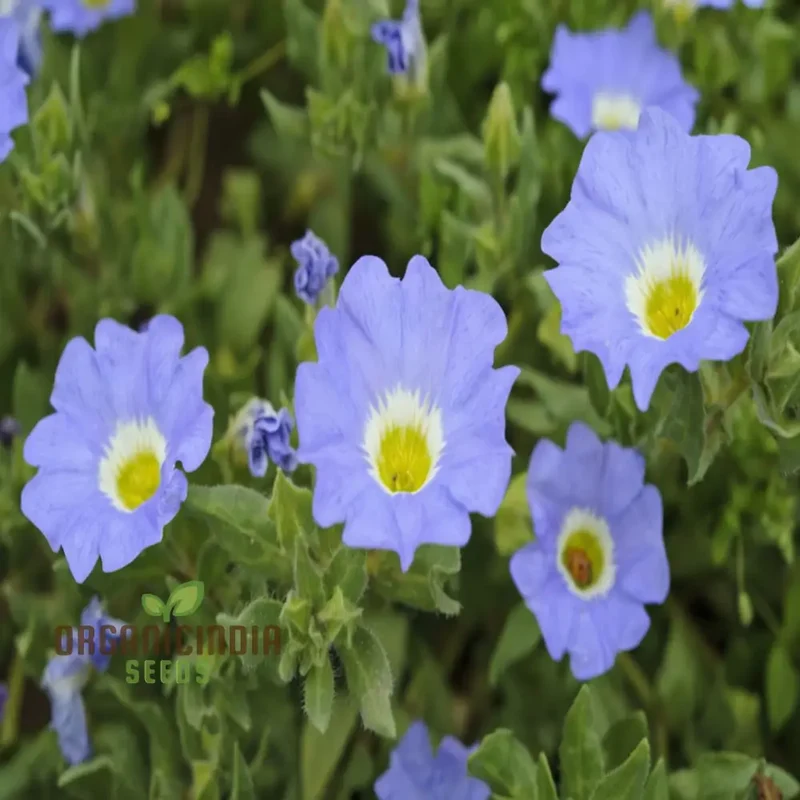 Nolana Blue Bird Seeds - Grow Stunning Blue Flowers in Your Garden with Nolana Blue Bird