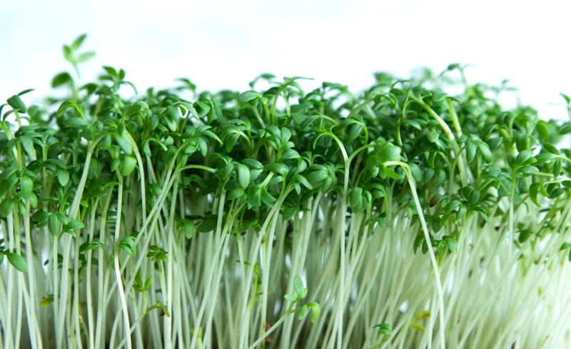 Nutritious Alfalfa Sprouting Seeds: Comprehensive Guide to Planting and Gardening for Homegrown Sprouts and Healthy Living