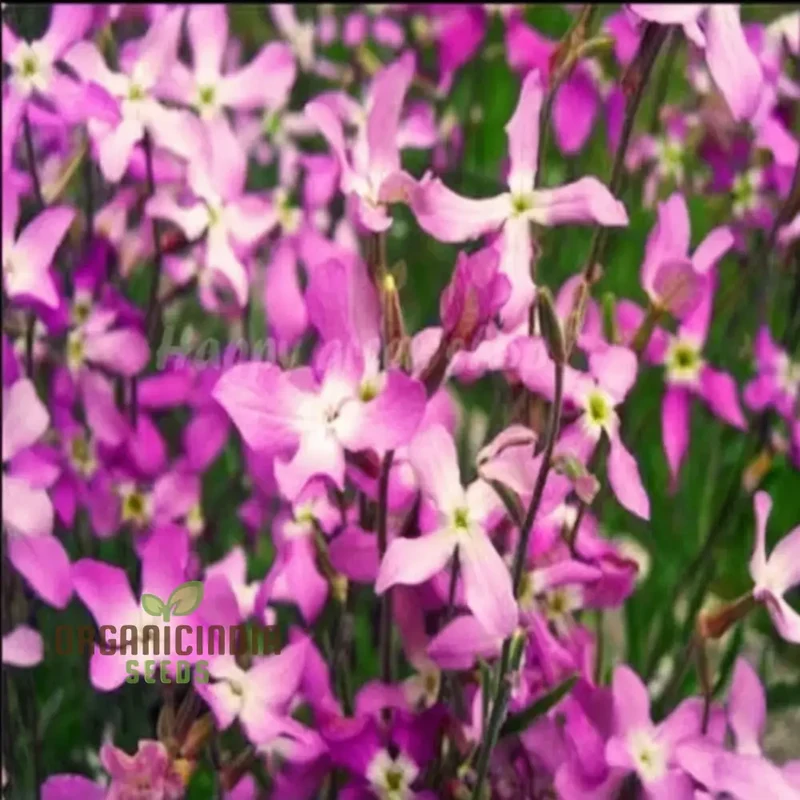 Night Scented Stock Matthiola Bicornis Seeds for Planting