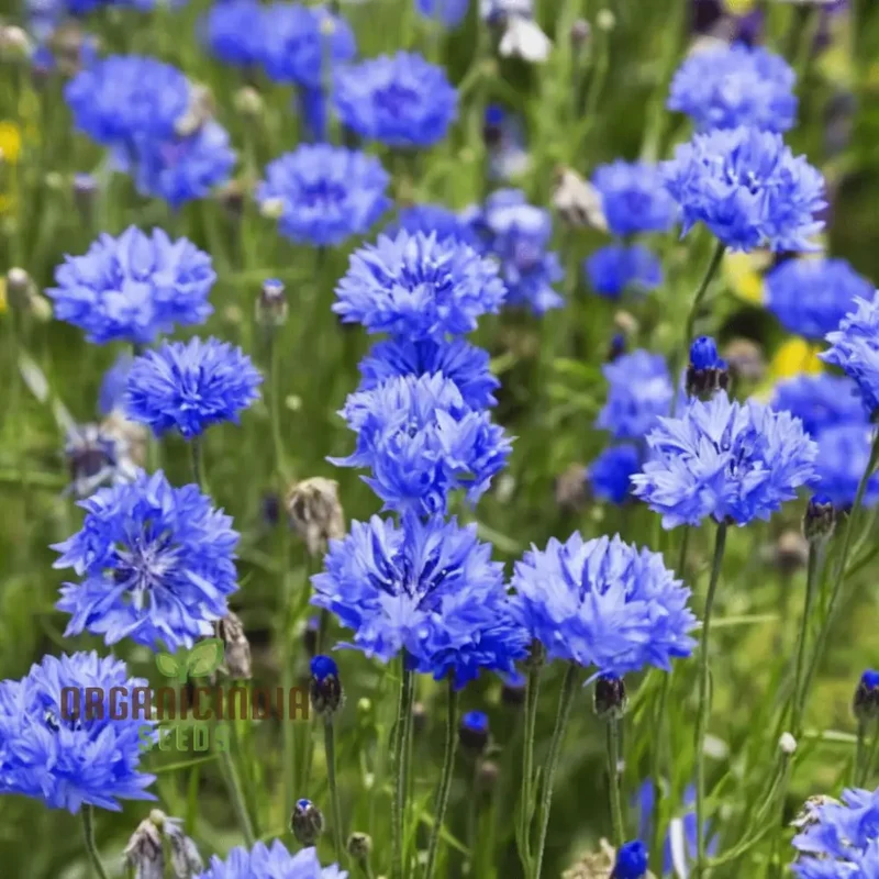 Cornflower Double Blue Flower Seeds, Premium Garden Seeds for Beautiful Blooms, Enhance Your Garden
