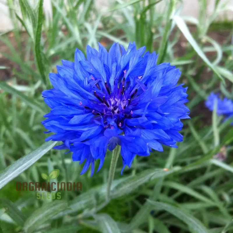 Cornflower Double Blue Flower Seeds, Premium Garden Seeds for Beautiful Blooms, Enhance Your Garden