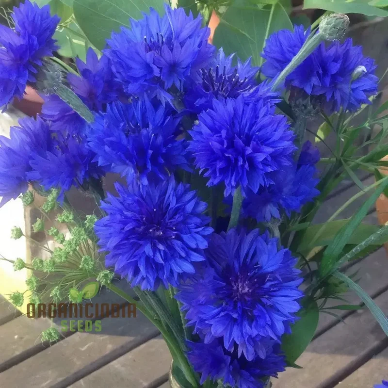 Cornflower Double Blue Flower Seeds, Premium Garden Seeds for Beautiful Blooms, Enhance Your Garden