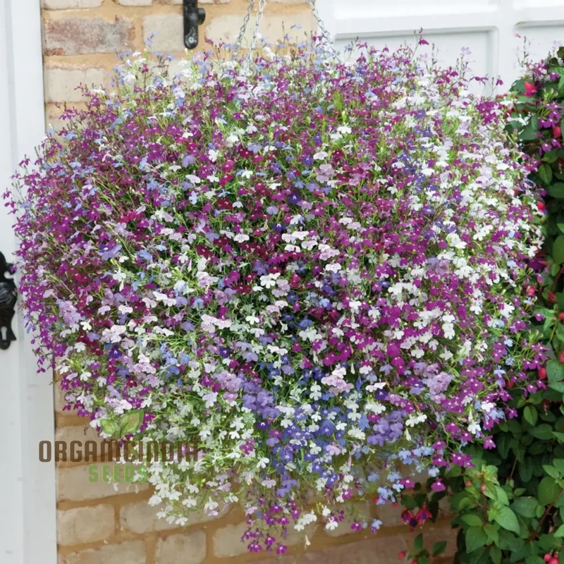Lobelia Fountains Mixed Seeds for Gardening Enthusiasts | Premium Cultivated Varieties for Stunning Fountain-Like Blooms