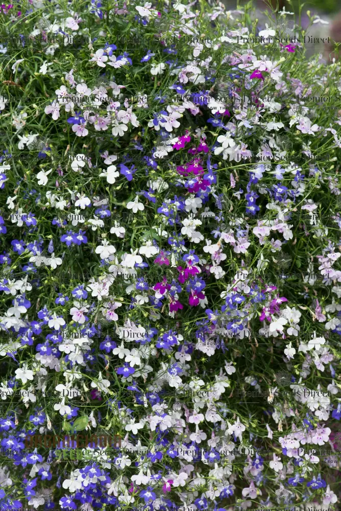 Lobelia Fountains Mixed Seeds for Gardening Enthusiasts | Premium Cultivated Varieties for Stunning Fountain-Like Blooms