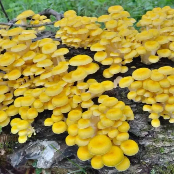Yellow-Gold Oyster Mushroom with Premium Vegetable Seeds for a Stunning Addition to Your Culinary Garden