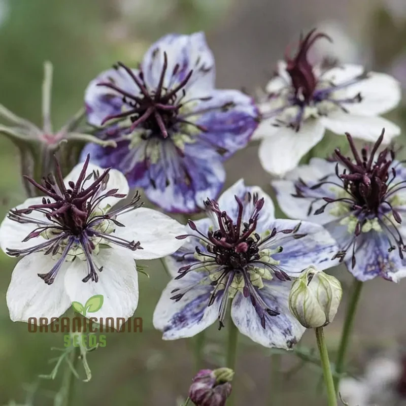 Nigella Delft Blue Seeds - Grow Beautiful and Delicate Blue Flowers in Your Garden