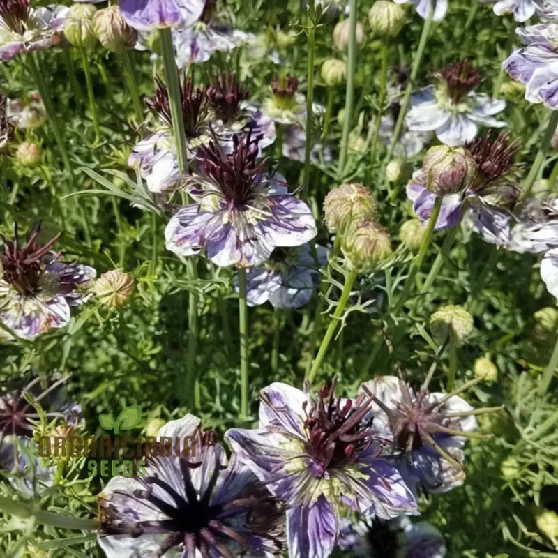 Nigella Delft Blue Seeds - Grow Beautiful and Delicate Blue Flowers in Your Garden
