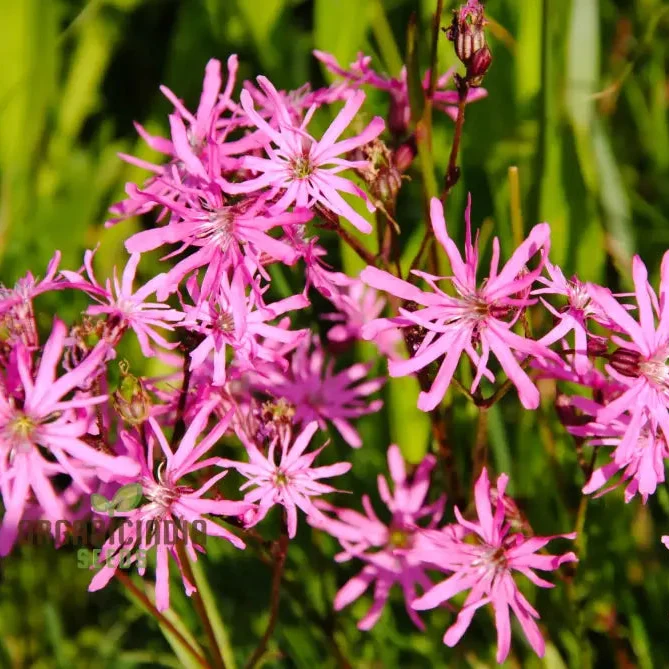 Ragged Robin Flower Seeds For Planting: Your Botanical Haven for Gardening Enthusiasts Seeking Serene Blooms and Flourishing Gardens