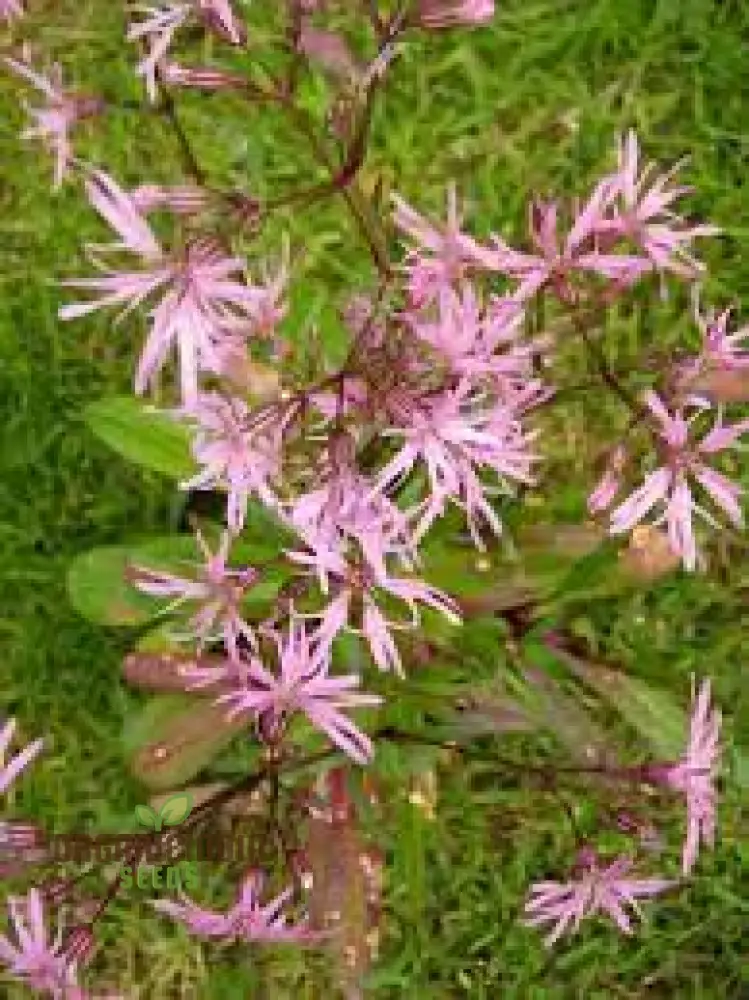 Ragged Robin Flower Seeds For Planting: Your Botanical Haven for Gardening Enthusiasts Seeking Serene Blooms and Flourishing Gardens