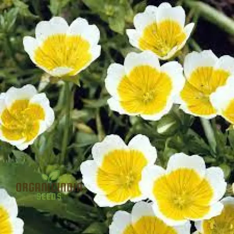 Limnanthes Douglasii Flower Seeds, Premium Garden Seeds for Vibrant Blooms, Enhance Your Garden
