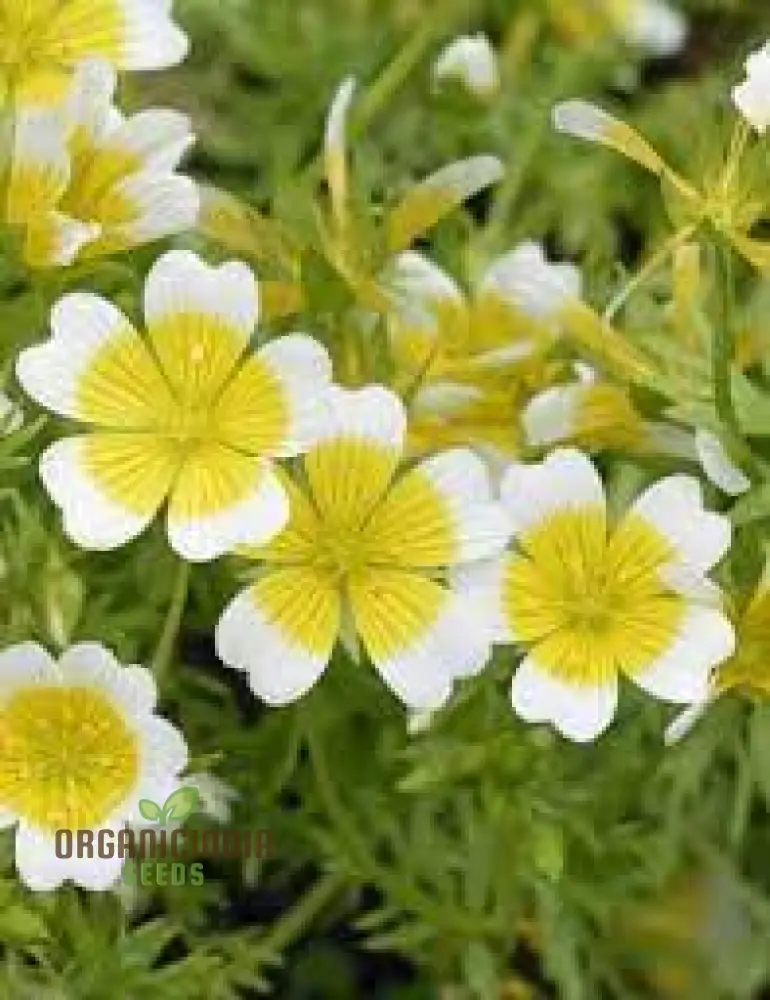 Limnanthes Douglasii Flower Seeds, Premium Garden Seeds for Vibrant Blooms, Enhance Your Garden