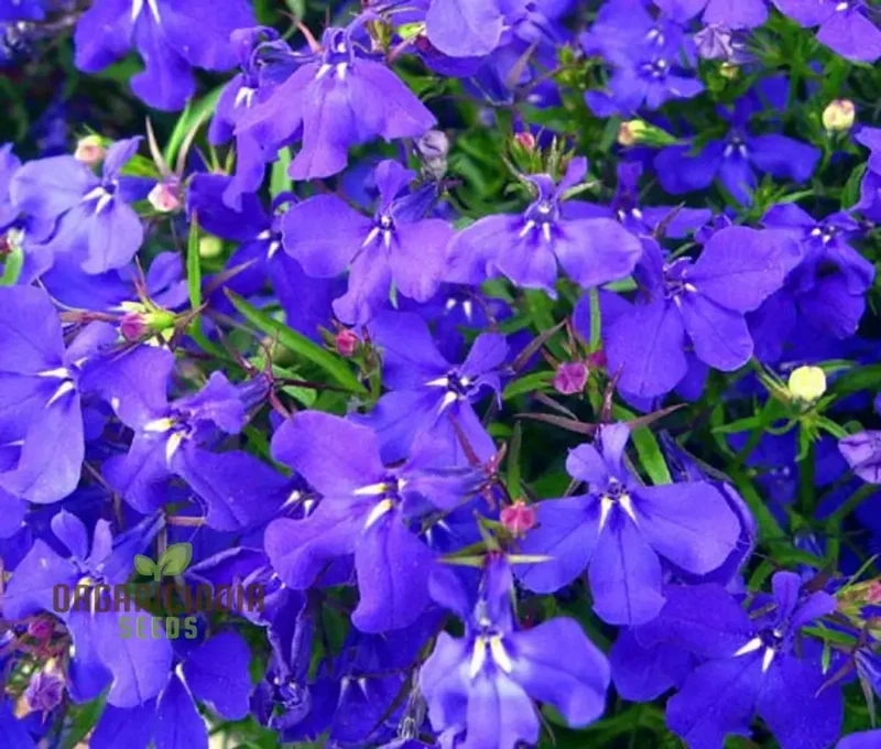Lobelia Mrs Clibran Seeds for Cultivating Stunning Garden Borders | High-Quality Gardening Seeds for Exquisite Blooms