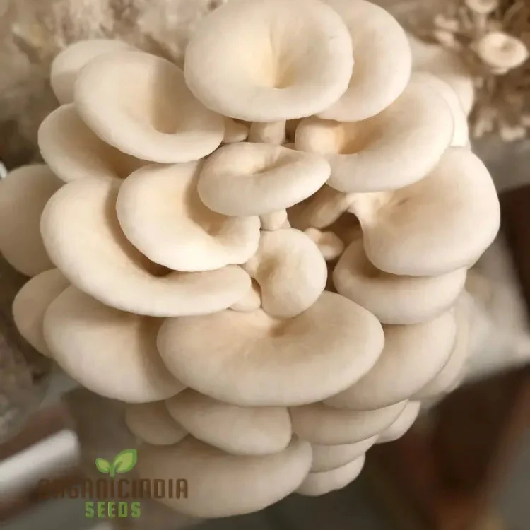 White Elm Oyster Mushroom Grow Kit, Cultivate Fresh and Flavorful Fungi at Home with All-in-One Vegetable Seed Package