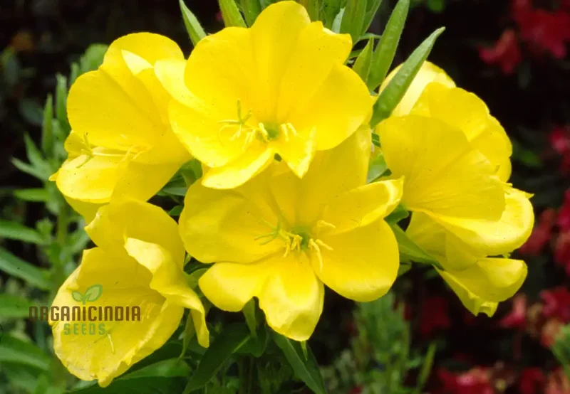 Wild Primrose Flower Seeds For Planting: Nurture Your Garden with Nature's Delicate Beauty and Flourish with Blooms of Timeless Elegance
