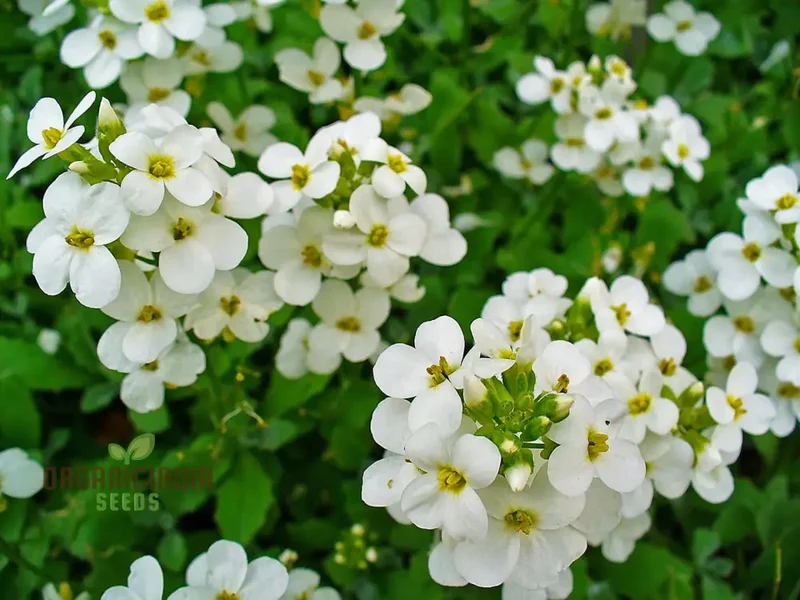 Arabis Snow Cap Flower Seeds, Premium Garden Seeds for Beautiful Blooms, Explore Gardening