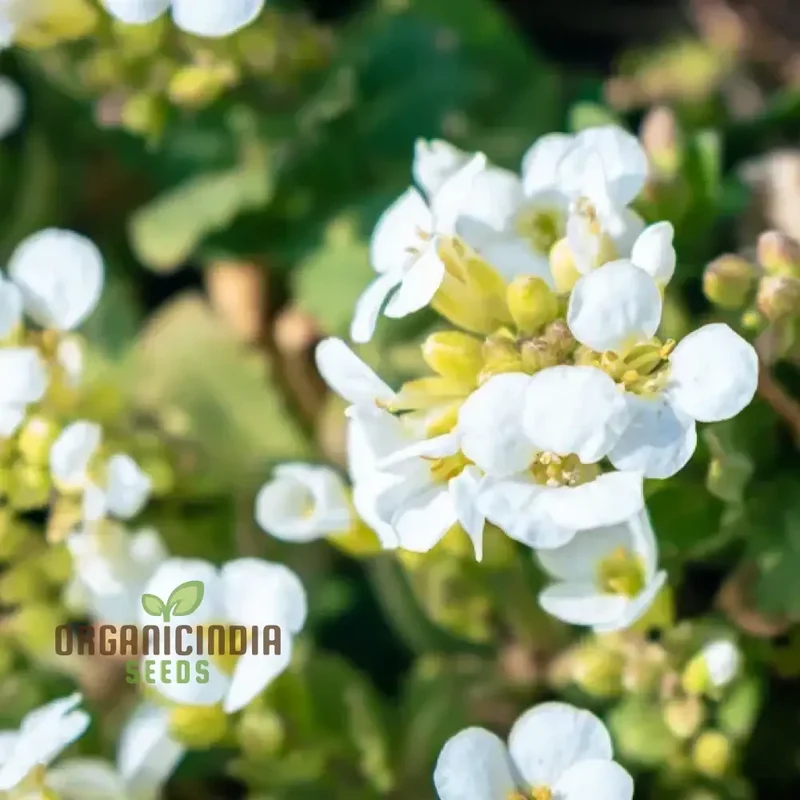 Arabis Snow Cap Flower Seeds, Premium Garden Seeds for Beautiful Blooms, Explore Gardening