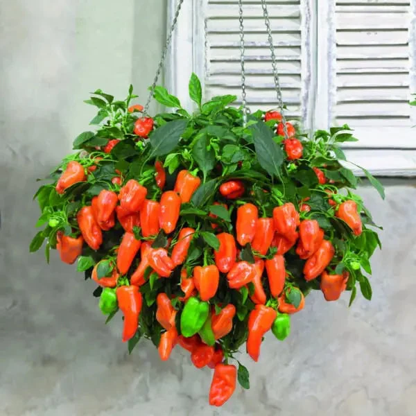 Poivron orange ‘From Heaven’ F1 ( Capsicum annuum )