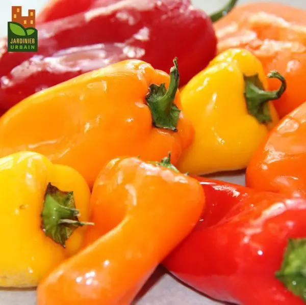 Poivron mélange ‘Minisweet’ F1 ( Capsicum annuum )